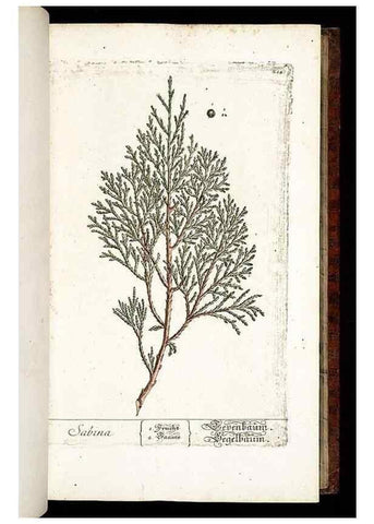 Reproducción/Reproduction 8429969380: Herbarium Blackwellianum emendatum et auctum, id est, Elisabethae Blackwell collectio stirpium. Norimbergae : Typis Io. Iosephi Fleischmanni, 1750-1773.