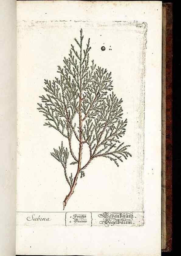 Reproducción/Reproduction 8429969380: Herbarium Blackwellianum emendatum et auctum, id est, Elisabethae Blackwell collectio stirpium. Norimbergae : Typis Io. Iosephi Fleischmanni, 1750-1773.