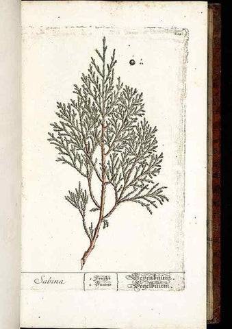Reproducción/Reproduction 8429969380: Herbarium Blackwellianum emendatum et auctum, id est, Elisabethae Blackwell collectio stirpium. Norimbergae : Typis Io. Iosephi Fleischmanni, 1750-1773.