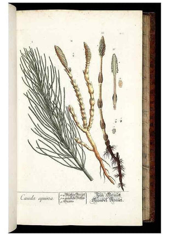 Reproducción/Reproduction 8428881489: Herbarium Blackwellianum emendatum et auctum, id est, Elisabethae Blackwell collectio stirpium. Norimbergae : Typis Io. Iosephi Fleischmanni, 1750-1773.