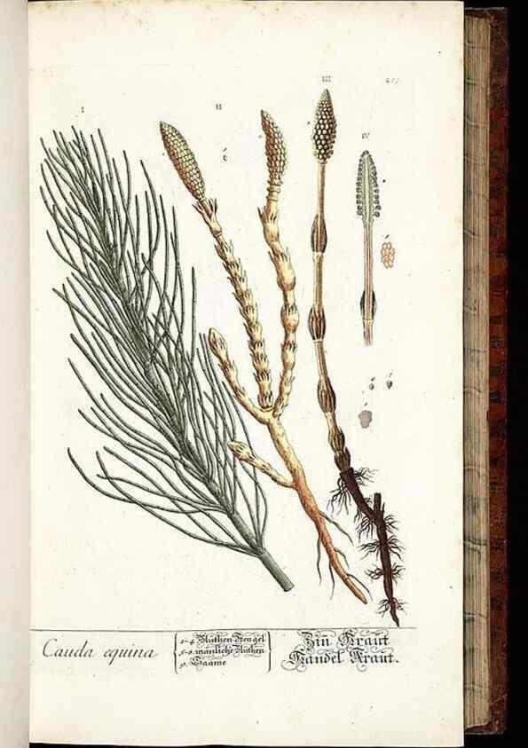 Reproducción/Reproduction 8428881489: Herbarium Blackwellianum emendatum et auctum, id est, Elisabethae Blackwell collectio stirpium. Norimbergae : Typis Io. Iosephi Fleischmanni, 1750-1773.