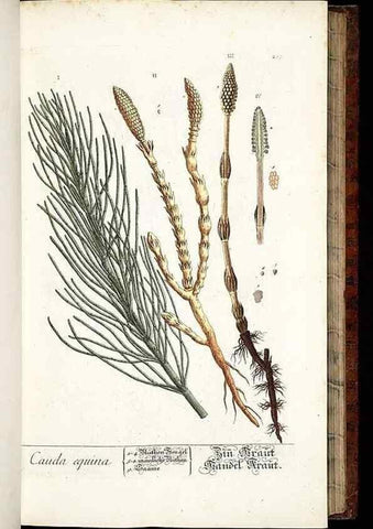 Reproducción/Reproduction 8428881489: Herbarium Blackwellianum emendatum et auctum, id est, Elisabethae Blackwell collectio stirpium. Norimbergae : Typis Io. Iosephi Fleischmanni, 1750-1773.