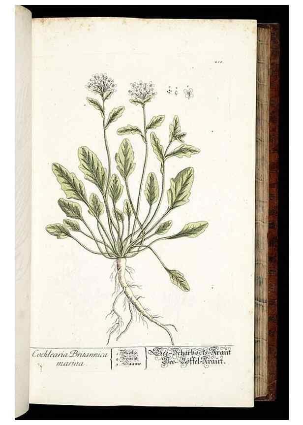 Reproducción/Reproduction 8428881623: Herbarium Blackwellianum emendatum et auctum, id est, Elisabethae Blackwell collectio stirpium. Norimbergae : Typis Io. Iosephi Fleischmanni, 1750-1773.