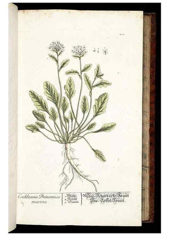 Reproducción/Reproduction 8428881623: Herbarium Blackwellianum emendatum et auctum, id est, Elisabethae Blackwell collectio stirpium. Norimbergae : Typis Io. Iosephi Fleischmanni, 1750-1773.