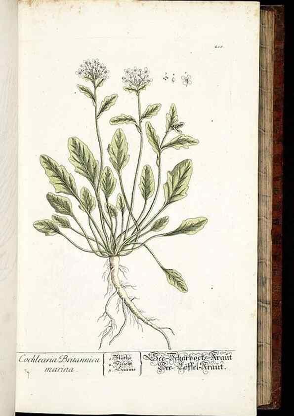 Reproducción/Reproduction 8428881623: Herbarium Blackwellianum emendatum et auctum, id est, Elisabethae Blackwell collectio stirpium. Norimbergae : Typis Io. Iosephi Fleischmanni, 1750-1773.