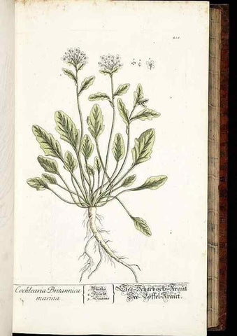 Reproducción/Reproduction 8428881623: Herbarium Blackwellianum emendatum et auctum, id est, Elisabethae Blackwell collectio stirpium. Norimbergae : Typis Io. Iosephi Fleischmanni, 1750-1773.