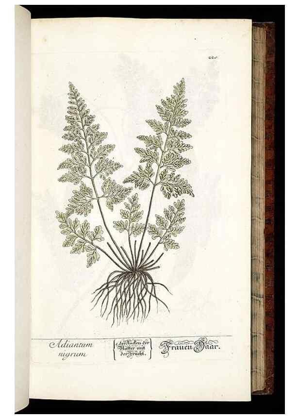 Reproducción/Reproduction 8428882161: Herbarium Blackwellianum emendatum et auctum, id est, Elisabethae Blackwell collectio stirpium. Norimbergae : Typis Io. Iosephi Fleischmanni, 1750-1773.