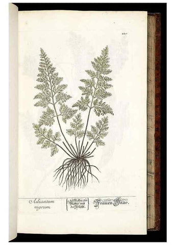 Reproducción/Reproduction 8428882161: Herbarium Blackwellianum emendatum et auctum, id est, Elisabethae Blackwell collectio stirpium. Norimbergae : Typis Io. Iosephi Fleischmanni, 1750-1773.