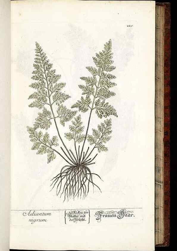 Reproducción/Reproduction 8428882161: Herbarium Blackwellianum emendatum et auctum, id est, Elisabethae Blackwell collectio stirpium. Norimbergae : Typis Io. Iosephi Fleischmanni, 1750-1773.