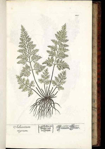 Reproducción/Reproduction 8428882161: Herbarium Blackwellianum emendatum et auctum, id est, Elisabethae Blackwell collectio stirpium. Norimbergae : Typis Io. Iosephi Fleischmanni, 1750-1773.