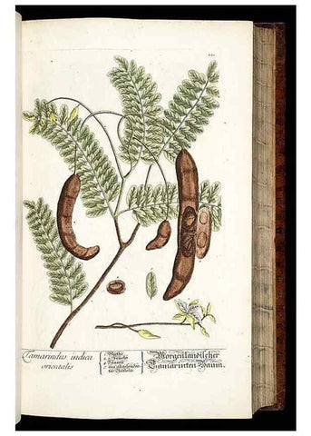 Reproducción/Reproduction 8428882289: Herbarium Blackwellianum emendatum et auctum, id est, Elisabethae Blackwell collectio stirpium. Norimbergae : Typis Io. Iosephi Fleischmanni, 1750-1773.