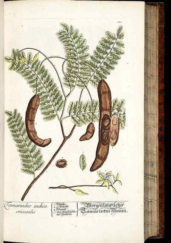 Reproducción/Reproduction 8428882289: Herbarium Blackwellianum emendatum et auctum, id est, Elisabethae Blackwell collectio stirpium. Norimbergae : Typis Io. Iosephi Fleischmanni, 1750-1773.