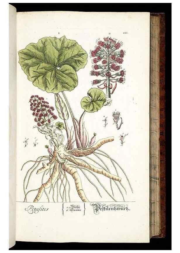 Reproducción/Reproduction 8429970888: Herbarium Blackwellianum emendatum et auctum, id est, Elisabethae Blackwell collectio stirpium. Norimbergae : Typis Io. Iosephi Fleischmanni, 1750-1773.
