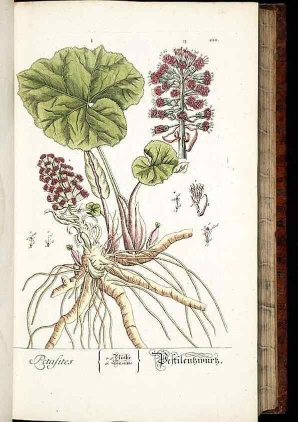 Reproducción/Reproduction 8429970888: Herbarium Blackwellianum emendatum et auctum, id est, Elisabethae Blackwell collectio stirpium. Norimbergae : Typis Io. Iosephi Fleischmanni, 1750-1773.