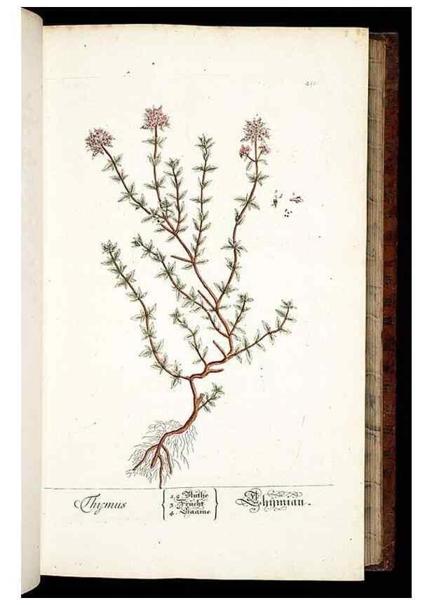 Reproducción/Reproduction 8428880353: Herbarium Blackwellianum emendatum et auctum, id est, Elisabethae Blackwell collectio stirpium. Norimbergae : Typis Io. Iosephi Fleischmanni, 1750-1773.