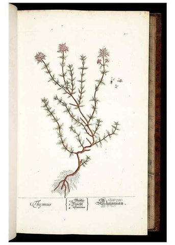 Reproducción/Reproduction 8428880353: Herbarium Blackwellianum emendatum et auctum, id est, Elisabethae Blackwell collectio stirpium. Norimbergae : Typis Io. Iosephi Fleischmanni, 1750-1773.