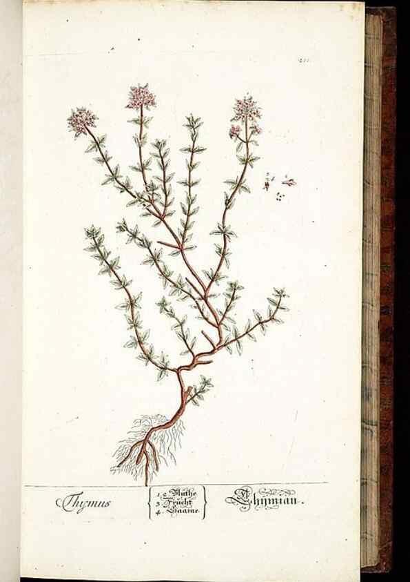 Reproducción/Reproduction 8428880353: Herbarium Blackwellianum emendatum et auctum, id est, Elisabethae Blackwell collectio stirpium. Norimbergae : Typis Io. Iosephi Fleischmanni, 1750-1773.