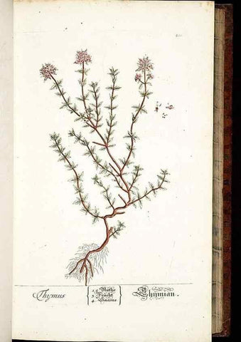 Reproducción/Reproduction 8428880353: Herbarium Blackwellianum emendatum et auctum, id est, Elisabethae Blackwell collectio stirpium. Norimbergae : Typis Io. Iosephi Fleischmanni, 1750-1773.