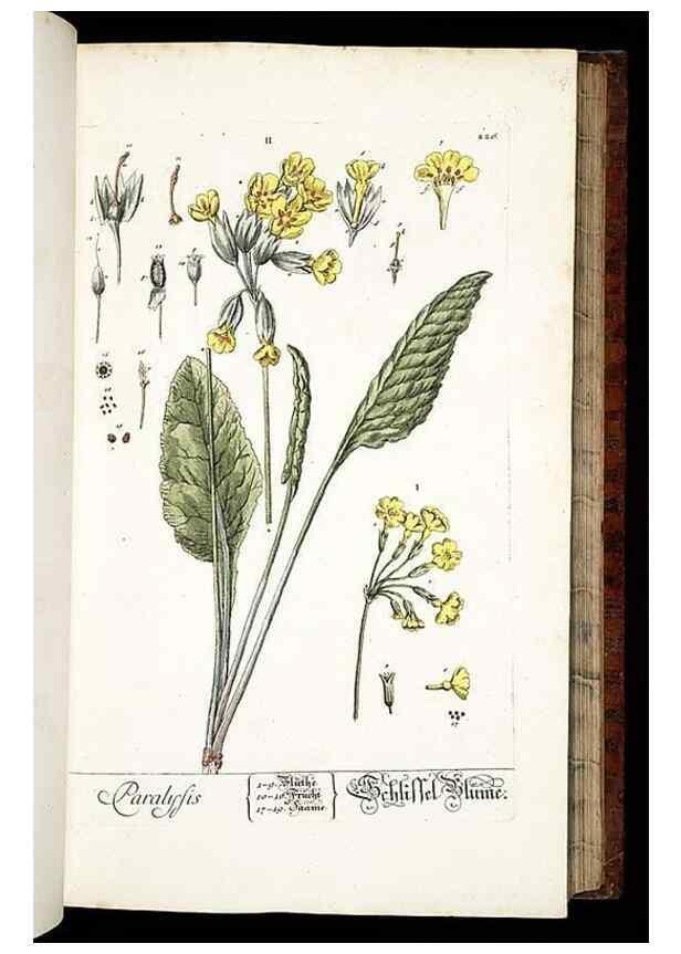 Reproducción/Reproduction 8429971580: Herbarium Blackwellianum emendatum et auctum, id est, Elisabethae Blackwell collectio stirpium. Norimbergae : Typis Io. Iosephi Fleischmanni, 1750-1773.
