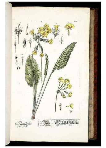 Reproducción/Reproduction 8429971580: Herbarium Blackwellianum emendatum et auctum, id est, Elisabethae Blackwell collectio stirpium. Norimbergae : Typis Io. Iosephi Fleischmanni, 1750-1773.