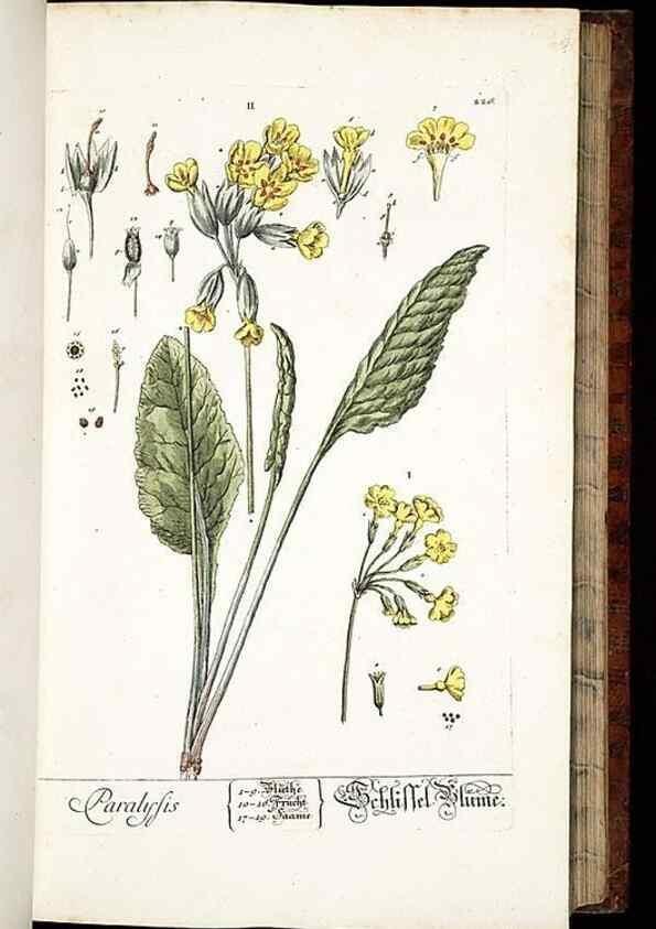 Reproducción/Reproduction 8429971580: Herbarium Blackwellianum emendatum et auctum, id est, Elisabethae Blackwell collectio stirpium. Norimbergae : Typis Io. Iosephi Fleischmanni, 1750-1773.