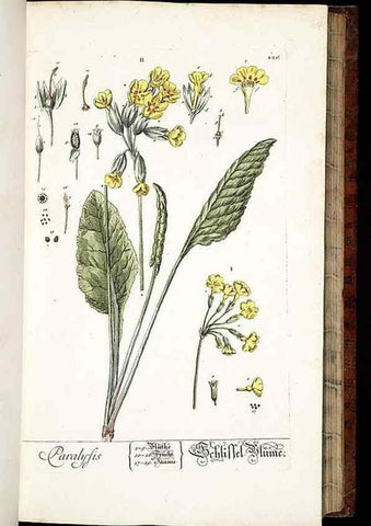 Reproducción/Reproduction 8429971580: Herbarium Blackwellianum emendatum et auctum, id est, Elisabethae Blackwell collectio stirpium. Norimbergae : Typis Io. Iosephi Fleischmanni, 1750-1773.