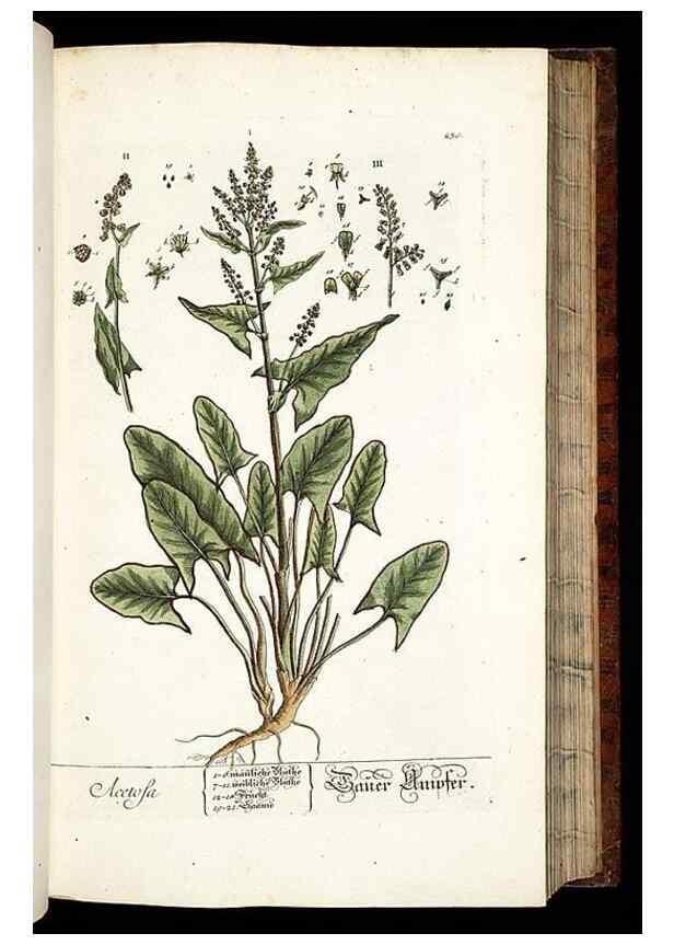 Reproducción/Reproduction 8428883615: Herbarium Blackwellianum emendatum et auctum, id est, Elisabethae Blackwell collectio stirpium. Norimbergae : Typis Io. Iosephi Fleischmanni, 1750-1773.