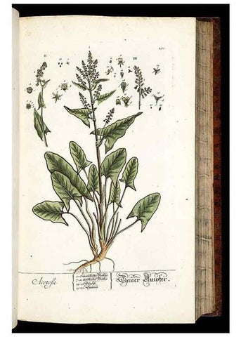 Reproducción/Reproduction 8428883615: Herbarium Blackwellianum emendatum et auctum, id est, Elisabethae Blackwell collectio stirpium. Norimbergae : Typis Io. Iosephi Fleischmanni, 1750-1773.