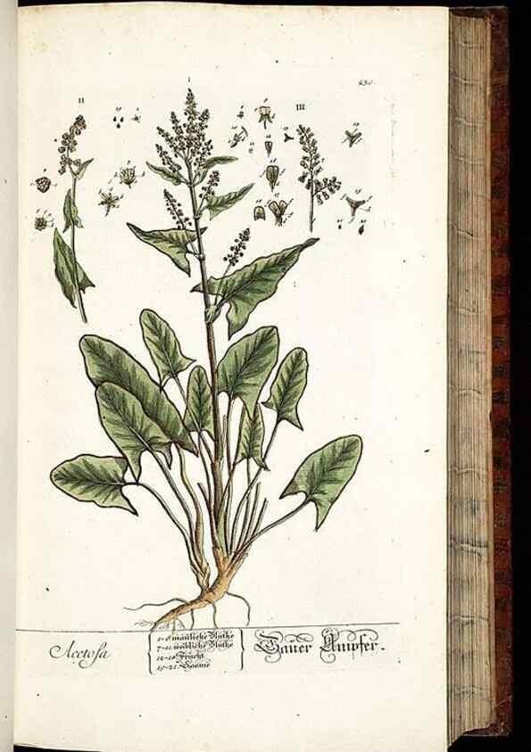Reproducción/Reproduction 8428883615: Herbarium Blackwellianum emendatum et auctum, id est, Elisabethae Blackwell collectio stirpium. Norimbergae : Typis Io. Iosephi Fleischmanni, 1750-1773.