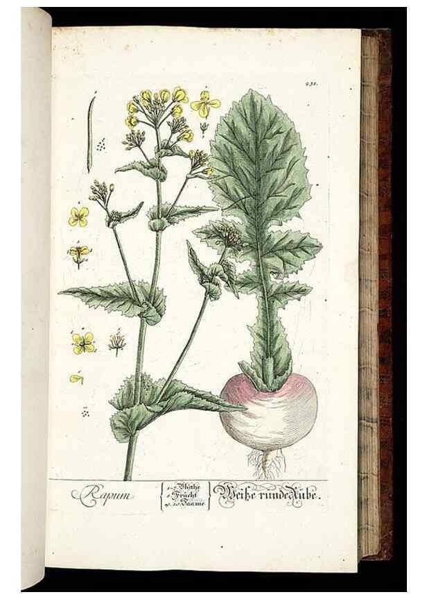 Reproducción/Reproduction 8429972356: Herbarium Blackwellianum emendatum et auctum, id est, Elisabethae Blackwell collectio stirpium. Norimbergae : Typis Io. Iosephi Fleischmanni, 1750-1773.
