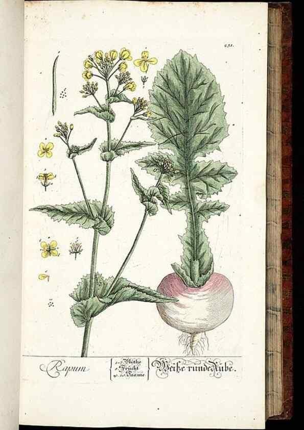 Reproducción/Reproduction 8429972356: Herbarium Blackwellianum emendatum et auctum, id est, Elisabethae Blackwell collectio stirpium. Norimbergae : Typis Io. Iosephi Fleischmanni, 1750-1773.