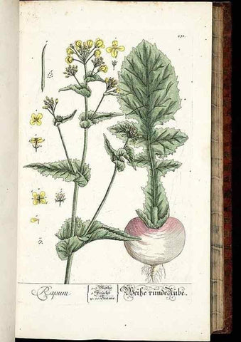 Reproducción/Reproduction 8429972356: Herbarium Blackwellianum emendatum et auctum, id est, Elisabethae Blackwell collectio stirpium. Norimbergae : Typis Io. Iosephi Fleischmanni, 1750-1773.