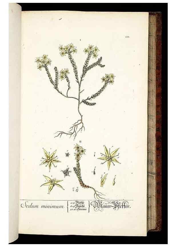 Reproducción/Reproduction 8429972574: Herbarium Blackwellianum emendatum et auctum, id est, Elisabethae Blackwell collectio stirpium. Norimbergae : Typis Io. Iosephi Fleischmanni, 1750-1773.