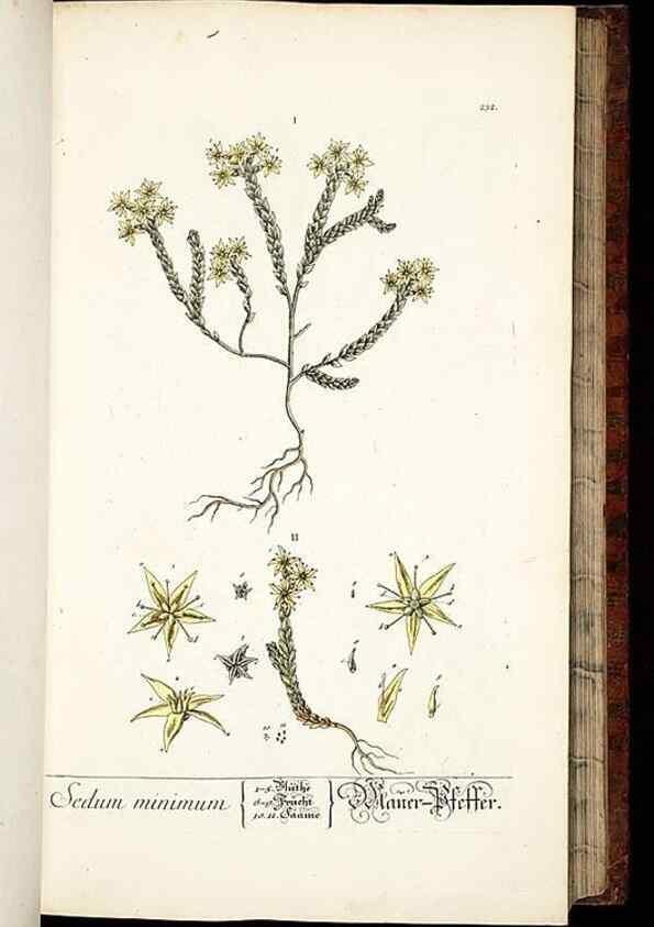 Reproducción/Reproduction 8429972574: Herbarium Blackwellianum emendatum et auctum, id est, Elisabethae Blackwell collectio stirpium. Norimbergae : Typis Io. Iosephi Fleischmanni, 1750-1773.