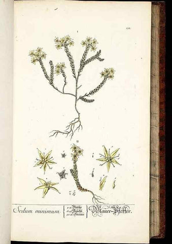 Reproducción/Reproduction 8429972574: Herbarium Blackwellianum emendatum et auctum, id est, Elisabethae Blackwell collectio stirpium. Norimbergae : Typis Io. Iosephi Fleischmanni, 1750-1773.