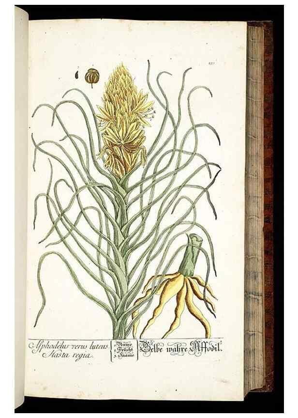 Reproducción/Reproduction 8428884089: Herbarium Blackwellianum emendatum et auctum, id est, Elisabethae Blackwell collectio stirpium. Norimbergae : Typis Io. Iosephi Fleischmanni, 1750-1773.