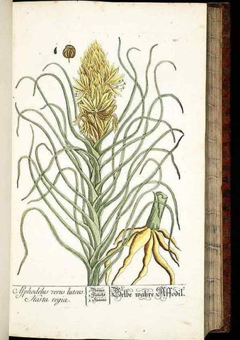 Reproducción/Reproduction 8428884089: Herbarium Blackwellianum emendatum et auctum, id est, Elisabethae Blackwell collectio stirpium. Norimbergae : Typis Io. Iosephi Fleischmanni, 1750-1773.