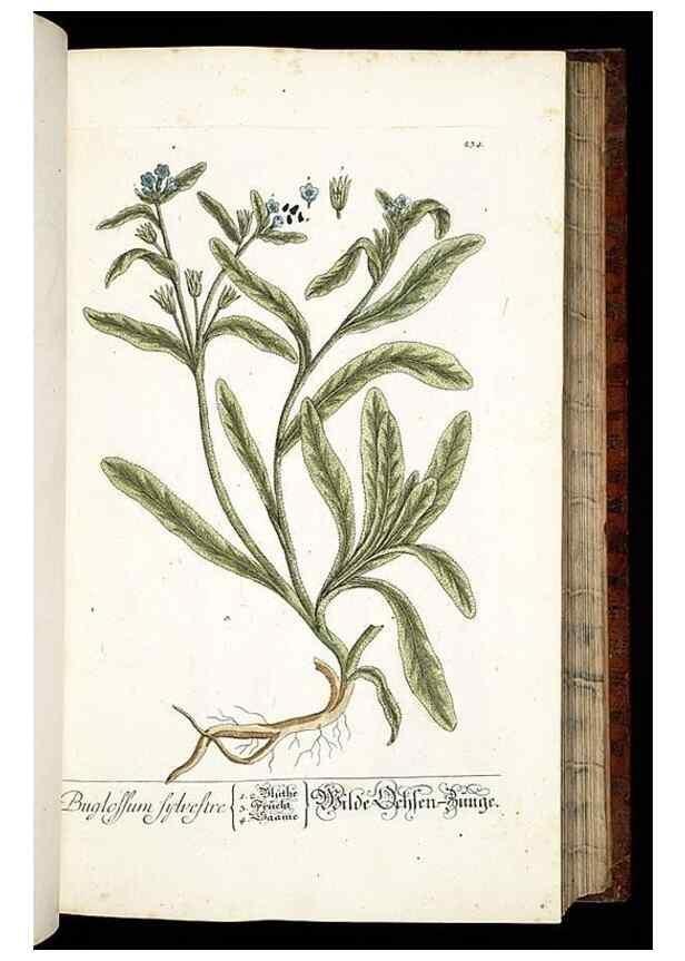 Reproducción/Reproduction 8428884201: Herbarium Blackwellianum emendatum et auctum, id est, Elisabethae Blackwell collectio stirpium. Norimbergae : Typis Io. Iosephi Fleischmanni, 1750-1773.
