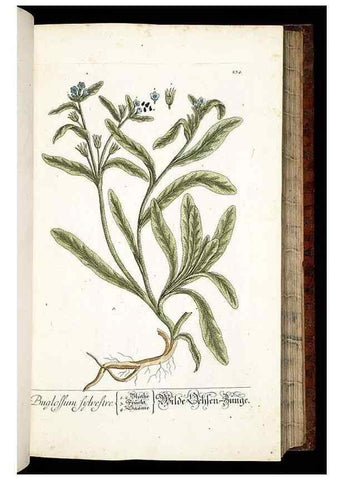 Reproducción/Reproduction 8428884201: Herbarium Blackwellianum emendatum et auctum, id est, Elisabethae Blackwell collectio stirpium. Norimbergae : Typis Io. Iosephi Fleischmanni, 1750-1773.