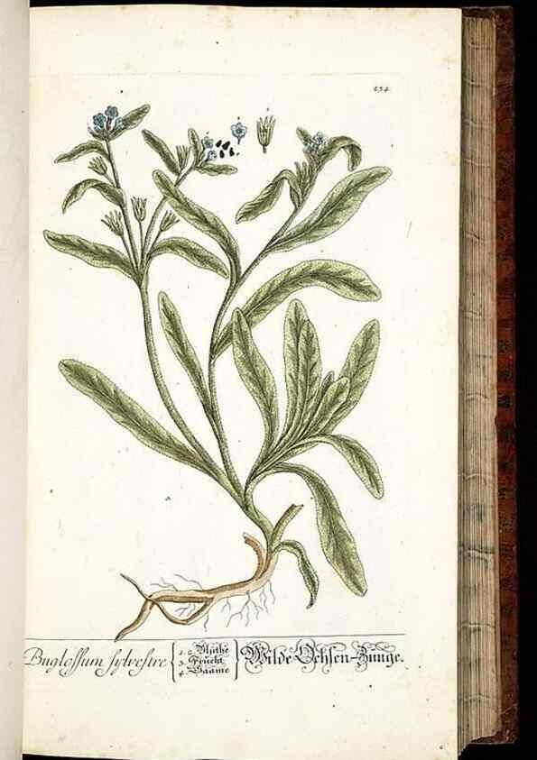 Reproducción/Reproduction 8428884201: Herbarium Blackwellianum emendatum et auctum, id est, Elisabethae Blackwell collectio stirpium. Norimbergae : Typis Io. Iosephi Fleischmanni, 1750-1773.