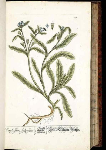 Reproducción/Reproduction 8428884201: Herbarium Blackwellianum emendatum et auctum, id est, Elisabethae Blackwell collectio stirpium. Norimbergae : Typis Io. Iosephi Fleischmanni, 1750-1773.