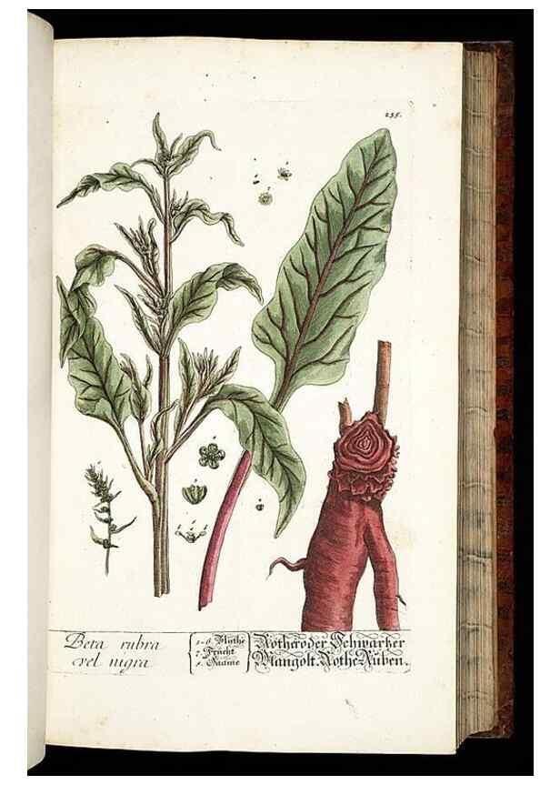 Reproducción/Reproduction 8429972892: Herbarium Blackwellianum emendatum et auctum, id est, Elisabethae Blackwell collectio stirpium. Norimbergae : Typis Io. Iosephi Fleischmanni, 1750-1773.