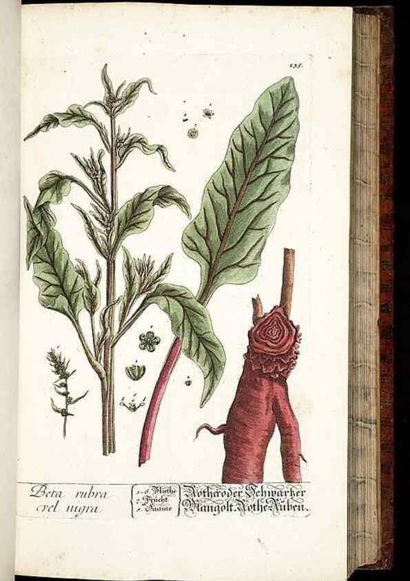 Reproducción/Reproduction 8429972892: Herbarium Blackwellianum emendatum et auctum, id est, Elisabethae Blackwell collectio stirpium. Norimbergae : Typis Io. Iosephi Fleischmanni, 1750-1773.