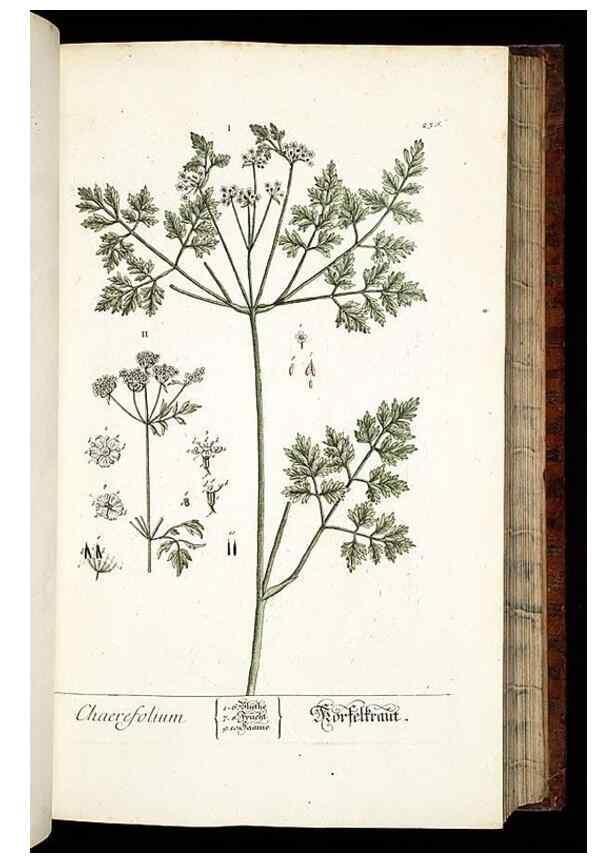 Reproducción/Reproduction 8428884449: Herbarium Blackwellianum emendatum et auctum, id est, Elisabethae Blackwell collectio stirpium. Norimbergae : Typis Io. Iosephi Fleischmanni, 1750-1773.