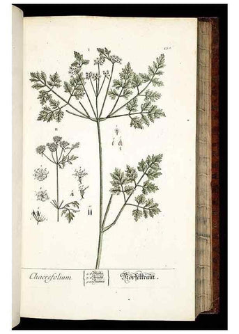 Reproducción/Reproduction 8428884449: Herbarium Blackwellianum emendatum et auctum, id est, Elisabethae Blackwell collectio stirpium. Norimbergae : Typis Io. Iosephi Fleischmanni, 1750-1773.