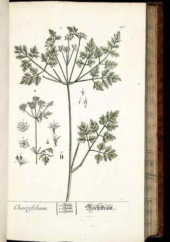 Reproducción/Reproduction 8428884449: Herbarium Blackwellianum emendatum et auctum, id est, Elisabethae Blackwell collectio stirpium. Norimbergae : Typis Io. Iosephi Fleischmanni, 1750-1773.