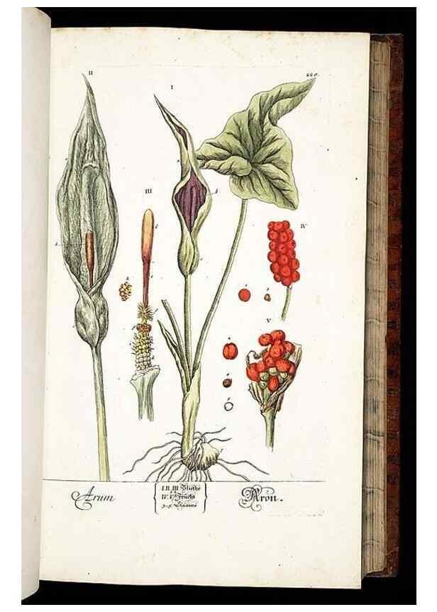 Reproducción/Reproduction 8428883265: Herbarium Blackwellianum emendatum et auctum, id est, Elisabethae Blackwell collectio stirpium. Norimbergae : Typis Io. Iosephi Fleischmanni, 1750-1773.