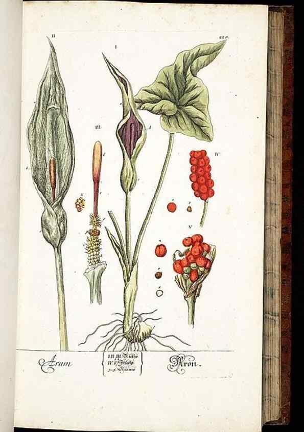 Reproducción/Reproduction 8428883265: Herbarium Blackwellianum emendatum et auctum, id est, Elisabethae Blackwell collectio stirpium. Norimbergae : Typis Io. Iosephi Fleischmanni, 1750-1773.