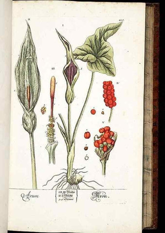 Reproducción/Reproduction 8428883265: Herbarium Blackwellianum emendatum et auctum, id est, Elisabethae Blackwell collectio stirpium. Norimbergae : Typis Io. Iosephi Fleischmanni, 1750-1773.