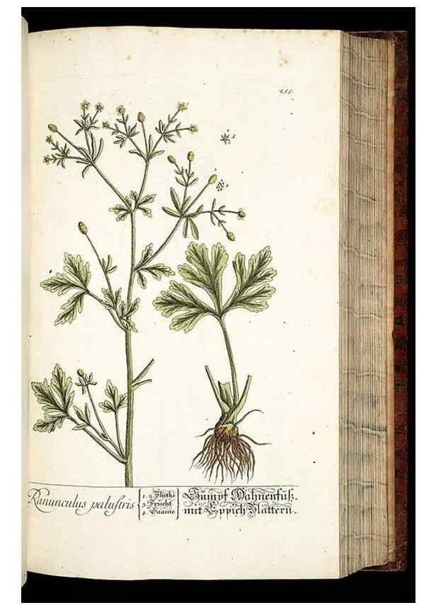 Reproducción/Reproduction 8429977300: Herbarium Blackwellianum emendatum et auctum, id est, Elisabethae Blackwell collectio stirpium. Norimbergae : Typis Io. Iosephi Fleischmanni, 1750-1773.